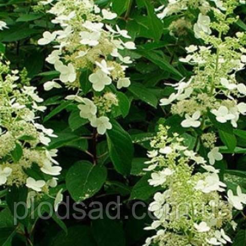 Гортензія волотиста Тардіва