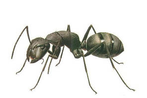 Знищення мурах