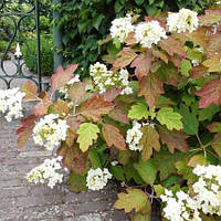 Гортензія дуболиста Сайкс Дварф/ Hydrangea quercifolia 'Sike's Dwarf', C3, 3-4роки