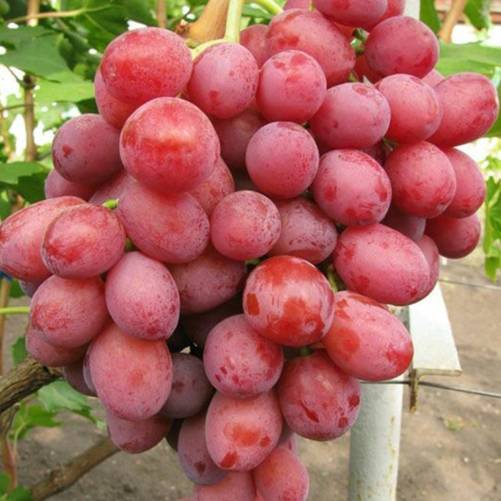 Виноград Розмус (надранній), фото 1