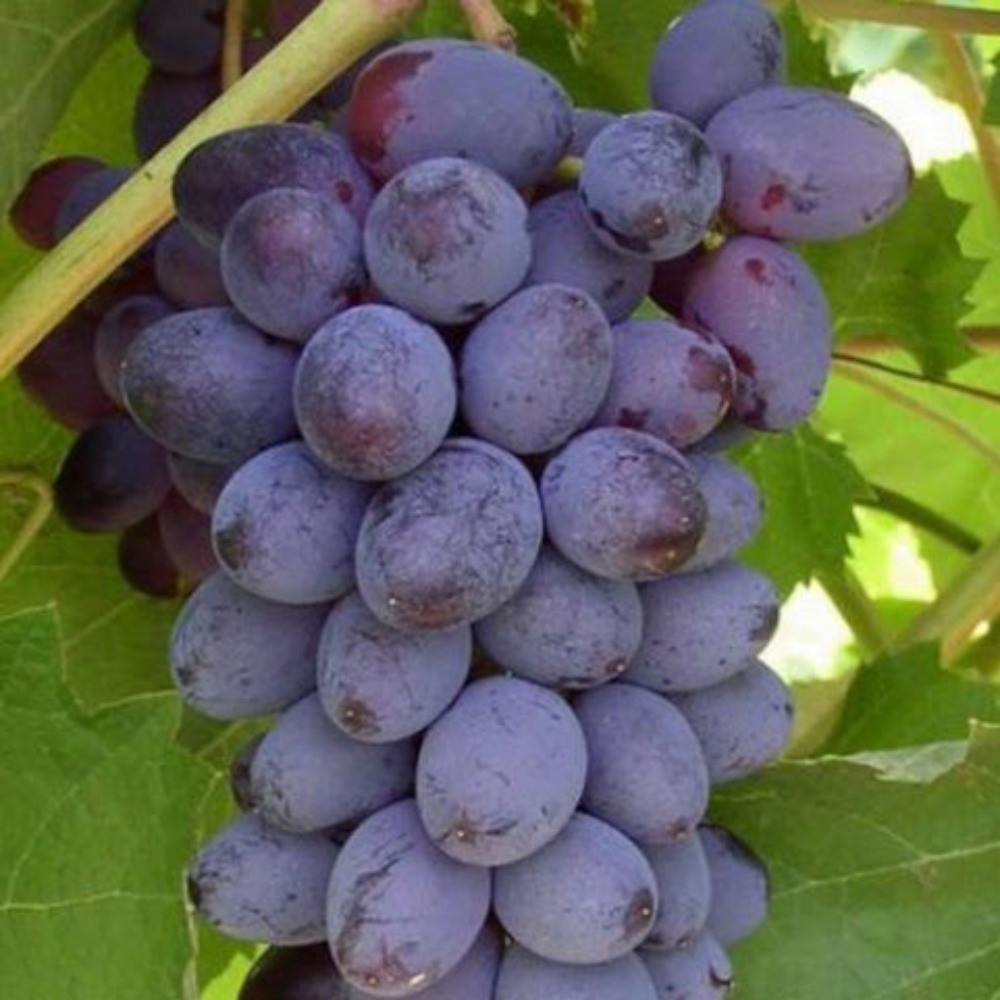 Виноград кишміш Юпітер США (ранній), фото 1