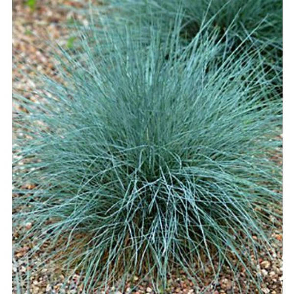 Вівсяниця сиза Azurit 1 рік, Овсяница сизая Азурит, Festuca glauca Azurit