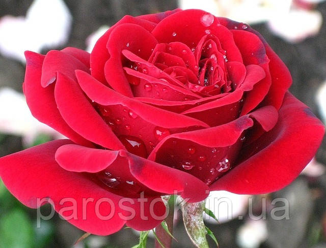 Троянда Лібесцаубер. (с). Чайно-гібридна троянда.