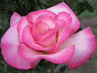 Роза Хендель. Плетистая роза.