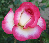 Троянда Хендель. Плетиста троянда., фото 3