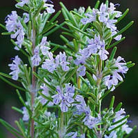 Розмарин Лекарственный (Rosmarinus officinalis)(Контейнер Р9)