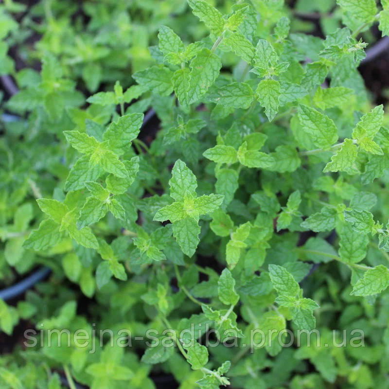 Мята клубничная (Mentha spicata Almira) - фото 1 - id-p1125911652