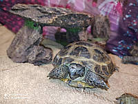 Среднеазиатская черепаха. Ручная.