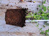 Саджанці лохини сорт "Блюкроп" в 1 л. контейнері, фото 6