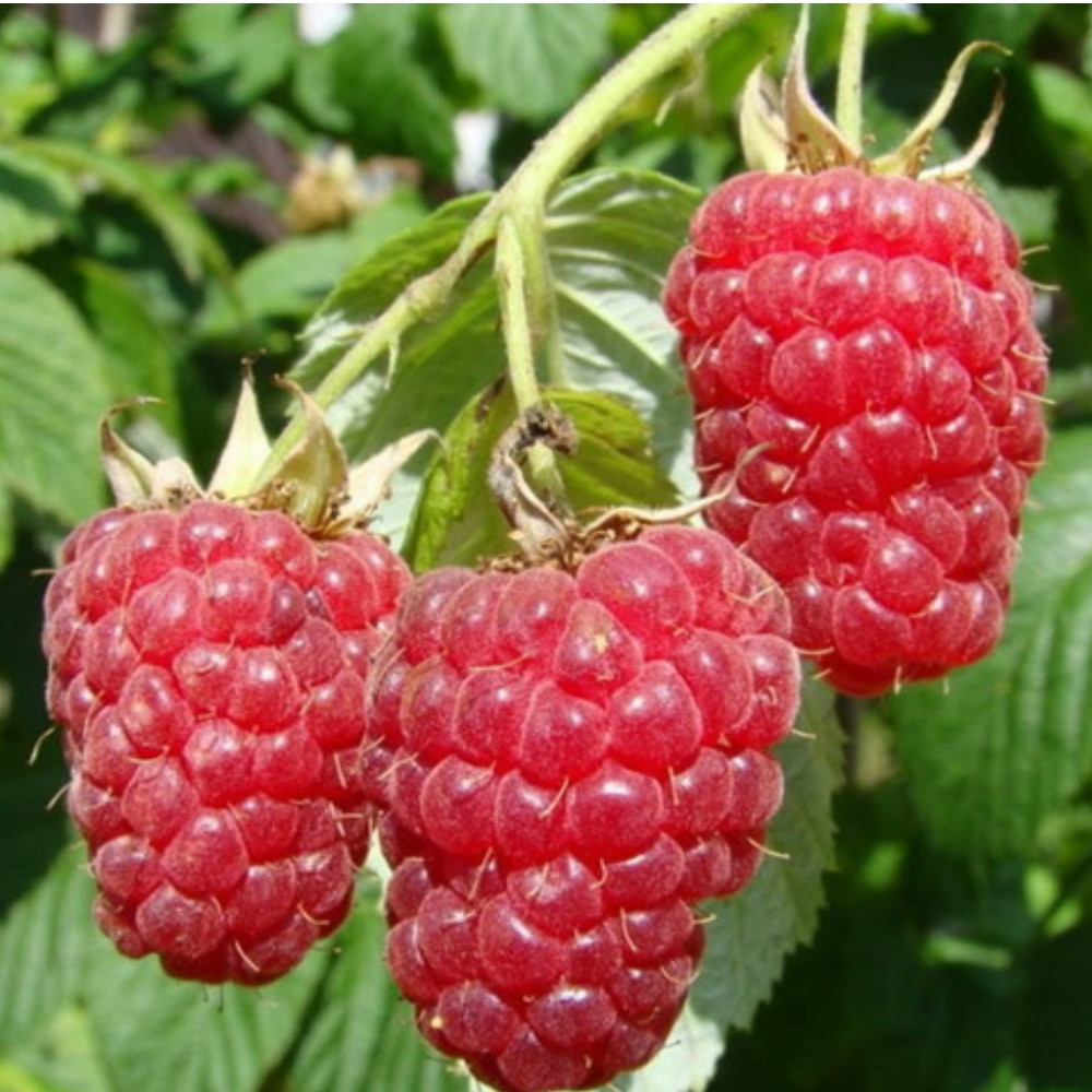 Малина " Новина Кузьміна " ( рання ), фото 1