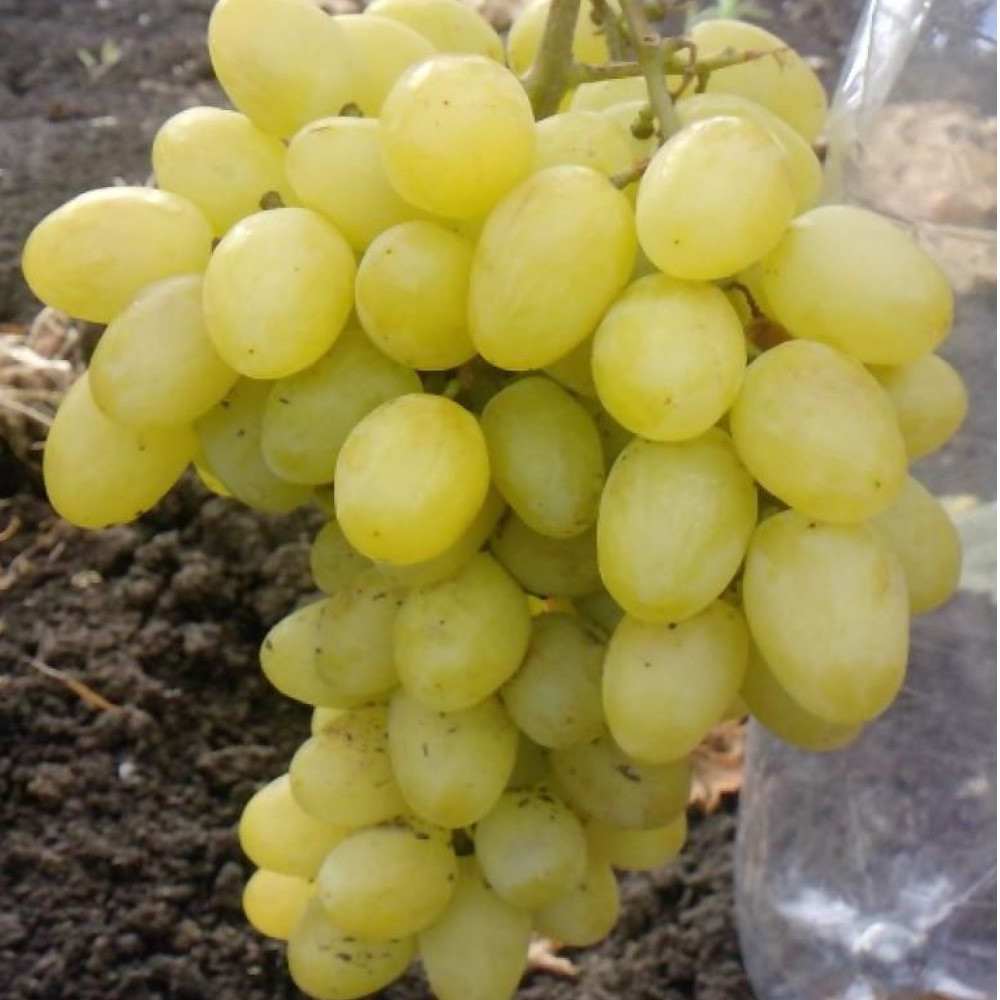 Виноград Валёк (ранній), фото 1