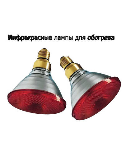 Купить Инфракрасные лампы для обогрева, цена 170 грн — Prom.ua (ID ...