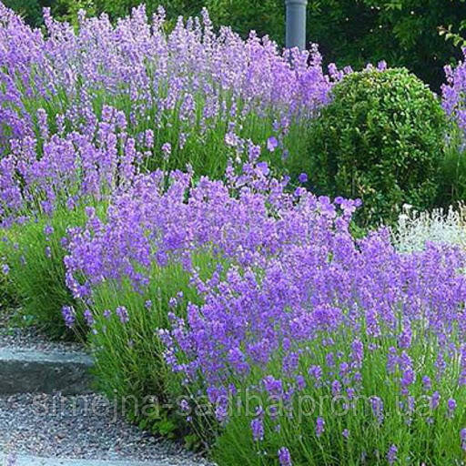 Лаванда узколистная (Lavandula angustifolia)(Однолетняя) - фото 2 - id-p1126224489