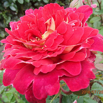 Доктор Массад (Docteurs Massad )