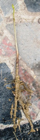 Горіх волоський міський урожайний. Саджанці 2х років. ОВКС., фото 1