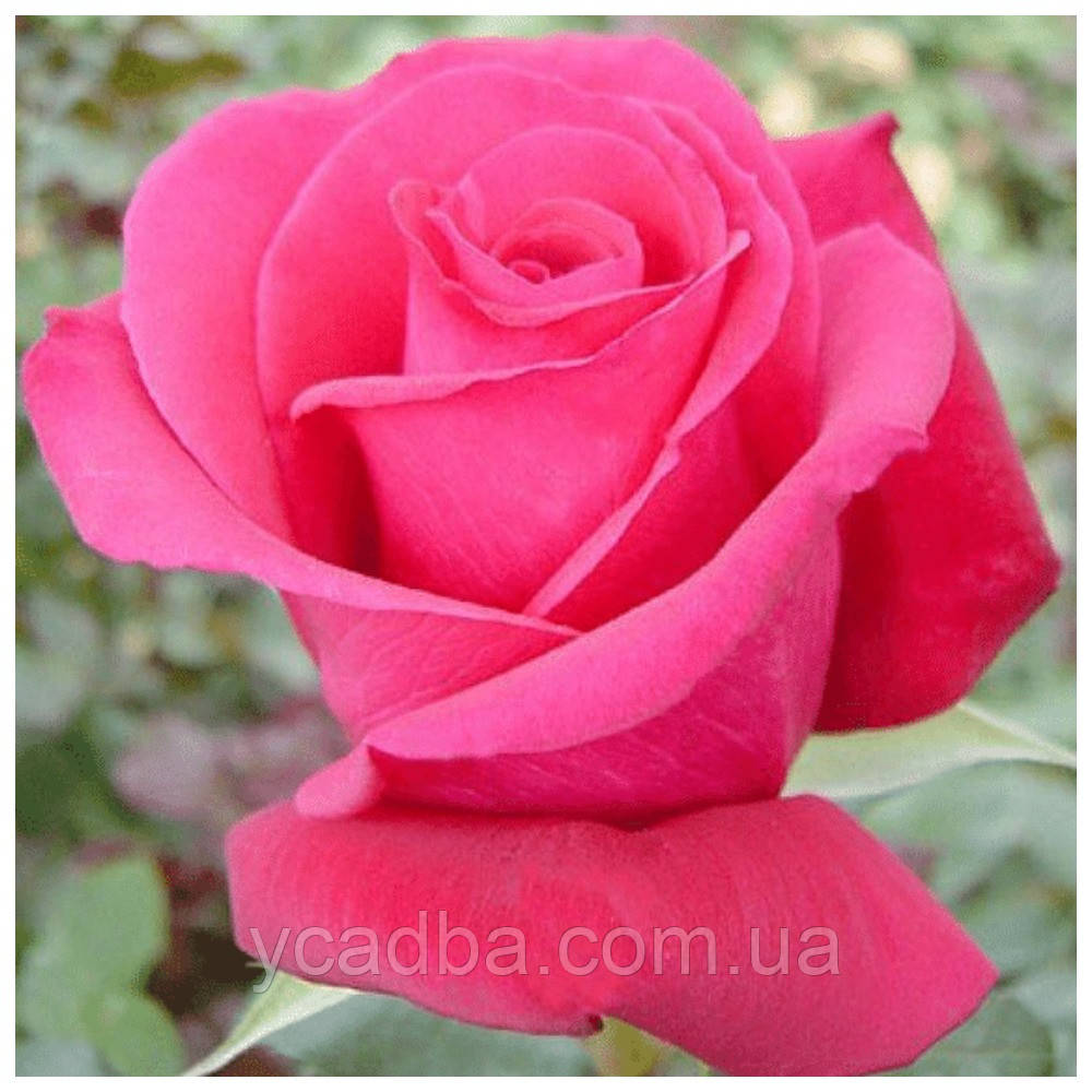 Троянда чайно- гібридна Марія Каллас, фото 1