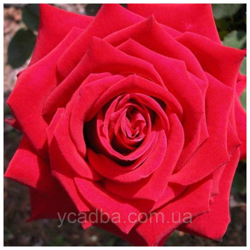 Троянда чайно- гібридна Руж Мейланд, фото 1