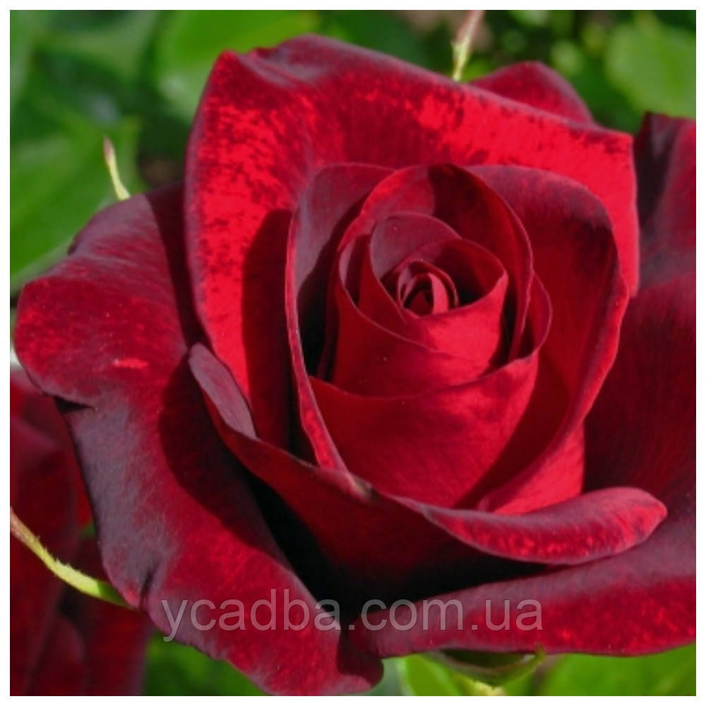 Троянда чайно-гібридна Гран При, фото 1