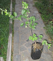 Яблуня Чемпіон. На підщепі ММ 106.  ВКС.