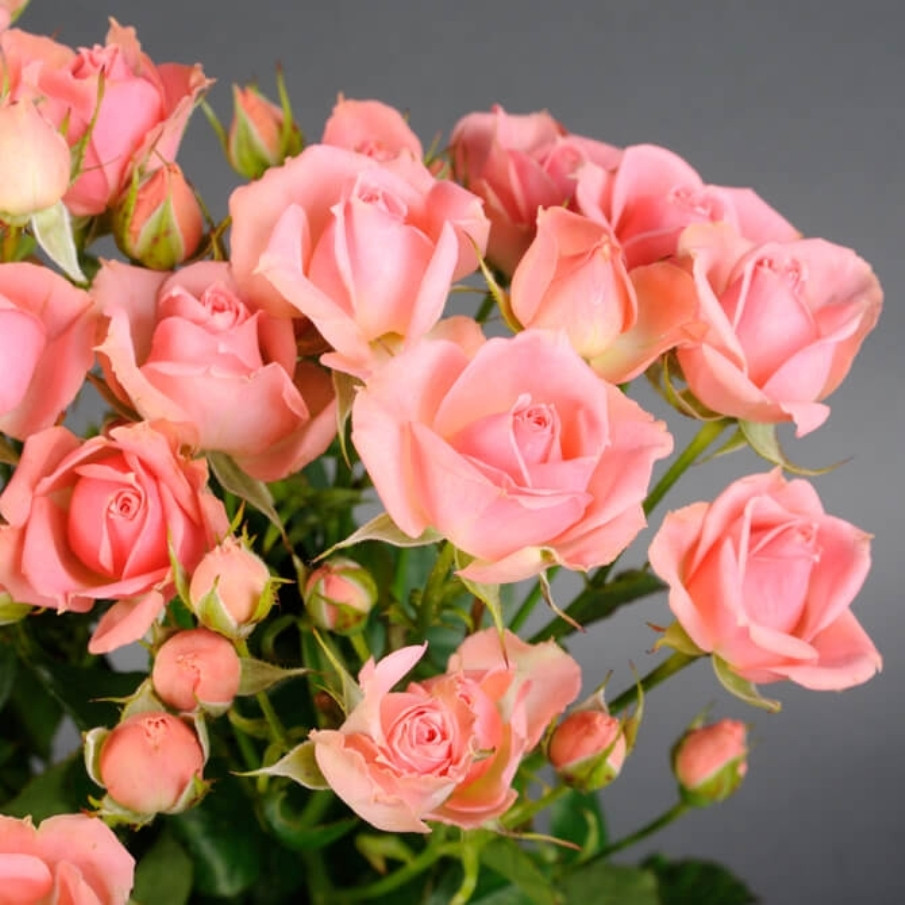 Саджанці спрей троянди Ванесса (Rose Vanessa)