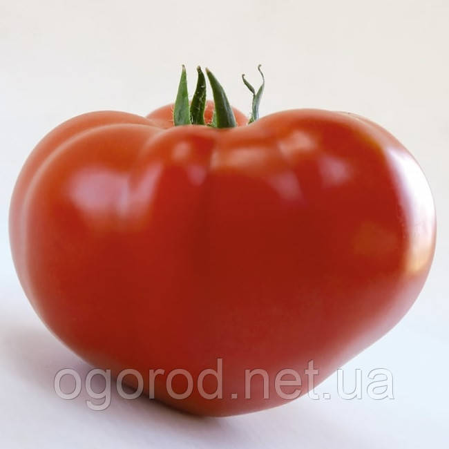 КС 204(KS 204 F1) насіння томату Kitano Голландія 100 шт.