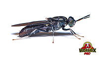 Живой корм Муха чёрная львинка Hermetia illucens Black soldier fly