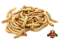 Живий корм мучний хрущак Мучник Tenebrio molitor Mealworms