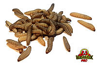 Живой корм Огнёвка пчелиная Восковая моль Achroia grisella Waxworms