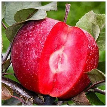 Яблуня червоном’яса Сирена
