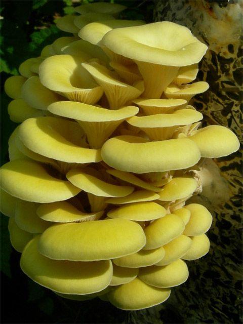 Міцеля гриба Вешенька Лимонна 10 г