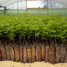 Вегетуючі саджанці винограду