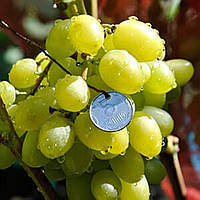 Вегетирующие саженцы винограда Бажена - раннего срока, крупноплодные, морозостойкий