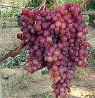 Вегетуючі саджанці винограду Кишмишу Велес - дуже ранній, великоплідний, зимостійкий, фото 2