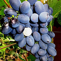 Вегетирующие саженцы столового винограда Гала - раннего срока, урожайный, морозостойкий