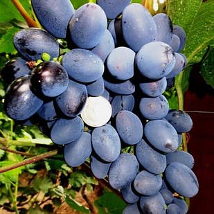 Вегетуючі саджанці столового винограду Гала - раннього терміну, урожайний, морозостійкий