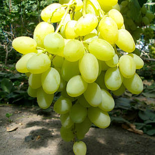 Вегетуючі саджанці столового винограду Конвалія - ранньо-середнього строку, великоплідний, морозостійкий