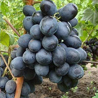 Вегетирующие саженцы столового винограда Руслан - раннего срока, крупноплодный, морозостойкий