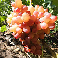 Вегетирующие саженцы столового винограда София - очень ранний сорт, крупноплодный, морозостойкий