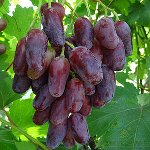 Вегетуючі саджанці столового винограду Граф Джованні - ранній, великоплідний, десертний