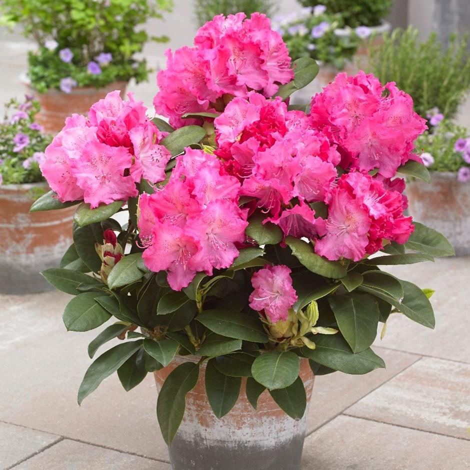 Рододендрон Германія / Р13 / Rhododendron Germania