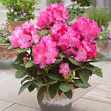 Рододендрон Германія / Р13 / Rhododendron Germania