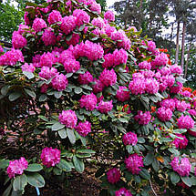 Рододендрон Германія / Р13 / Rhododendron Germania, фото 2