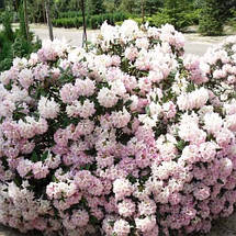 Рододендрон Гомер Ватерер / Р13 / Rhododendron Gomer Waterer, фото 3