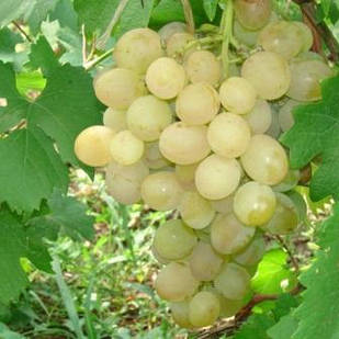 Вегетуючі саджанці столового винограду Антоній Великий - ранньо-середнього терміну, великоплідний