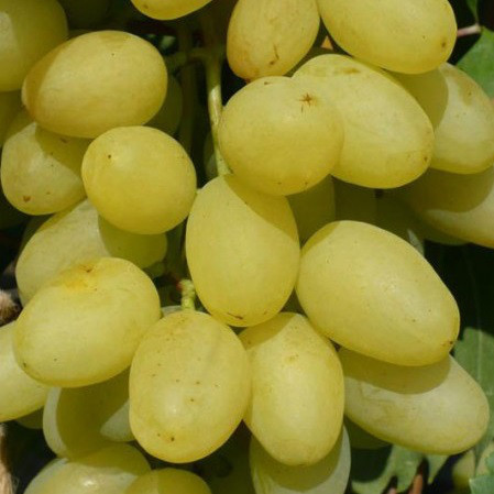 Вегетуючі саджанці столового винограду Богатяновський - ранній-середній термін, транспортабельний, фото 1