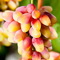 Вегетуючі саджанці столового винограду Розалінда - дуже раннього терміну, урожайний, зимостійкий