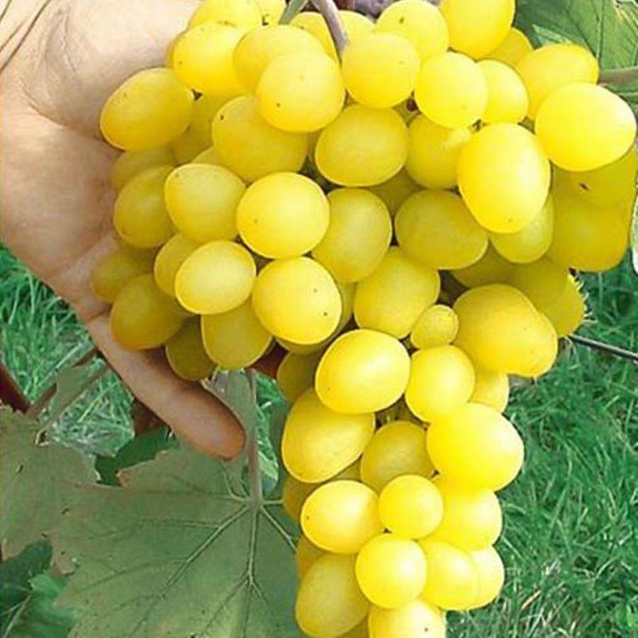 Вегетуючі саджанці столового винограду Деметра - ранньо-середнього терміну, великоплідний, морозостійкий