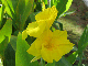 КАННА ВОДНА, ЖОВТА КВІТКА (бульба дорослої рослини), фото 3