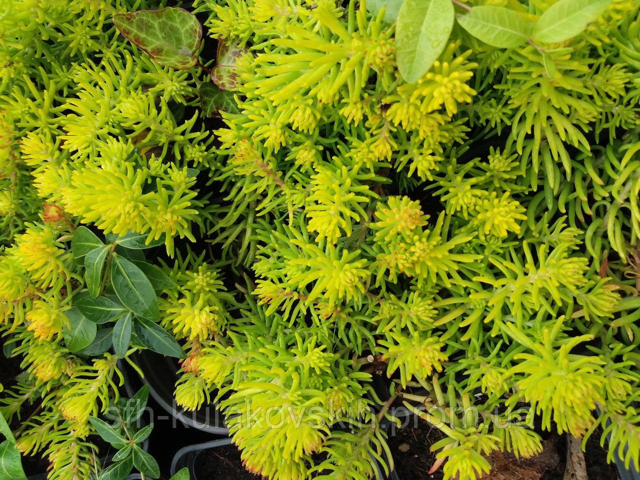 Очиток 'Angelina' (Sedum reflexum 'Angelina') Р9