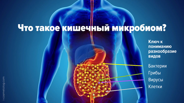 Что такое кишечный микробиом? Разнообразие видов: бактерии, грибы, вирусы, клетки Кишечник и его микробиом схема